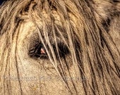 Peek-A-Boo  - a 12" x8" Fine Art Photo of a horse's eye