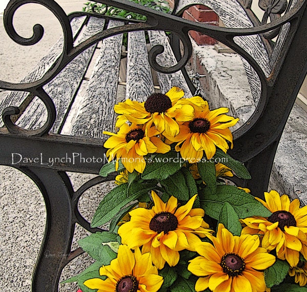 Any Photography Print 4 x 6  Free Shipping With Any Other Item