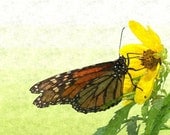 Monarch Butterfly print 8 x 10  yellow flower surreal macro nature photography mint green botanical floral home decor