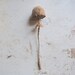 Mushroom/Toadstool soft sculpture.Fairytale plant specimen.