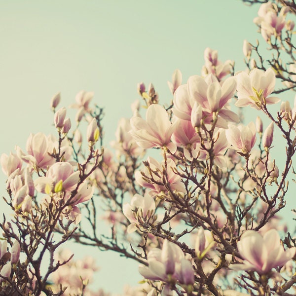 Spring Magnolia photograph - 8 x 8 fine art photography print - magnolia pink blue light sweet summer pastels romantic
