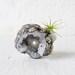 Air Plant Crystal Garden with LIVE baby pup growing in Crystal Cave - The Geode Nugget