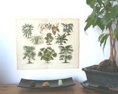 Foliage Plants no 2 Antique Original 1896 Lithograph from Vintage Dictionary OOAK One of a kind