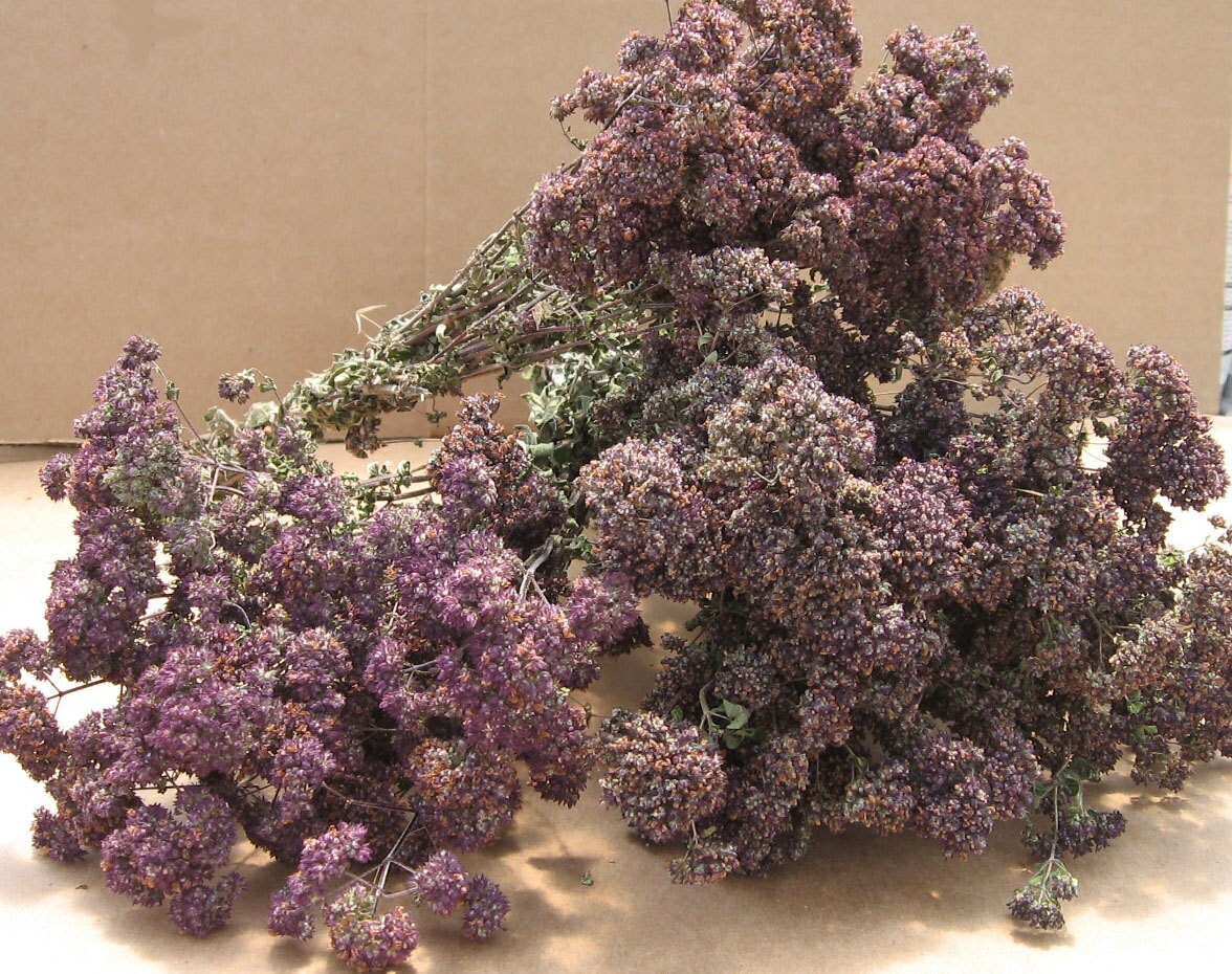 6 Bunches of Purple Oregano - Dried Flowers