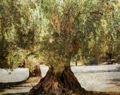 Tree art, Mediterranean Landscape photography, Old Olive Tree,  Fine art photograph, Nature art print