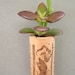 Succulent Cork Magnet,  Zabaco Jade