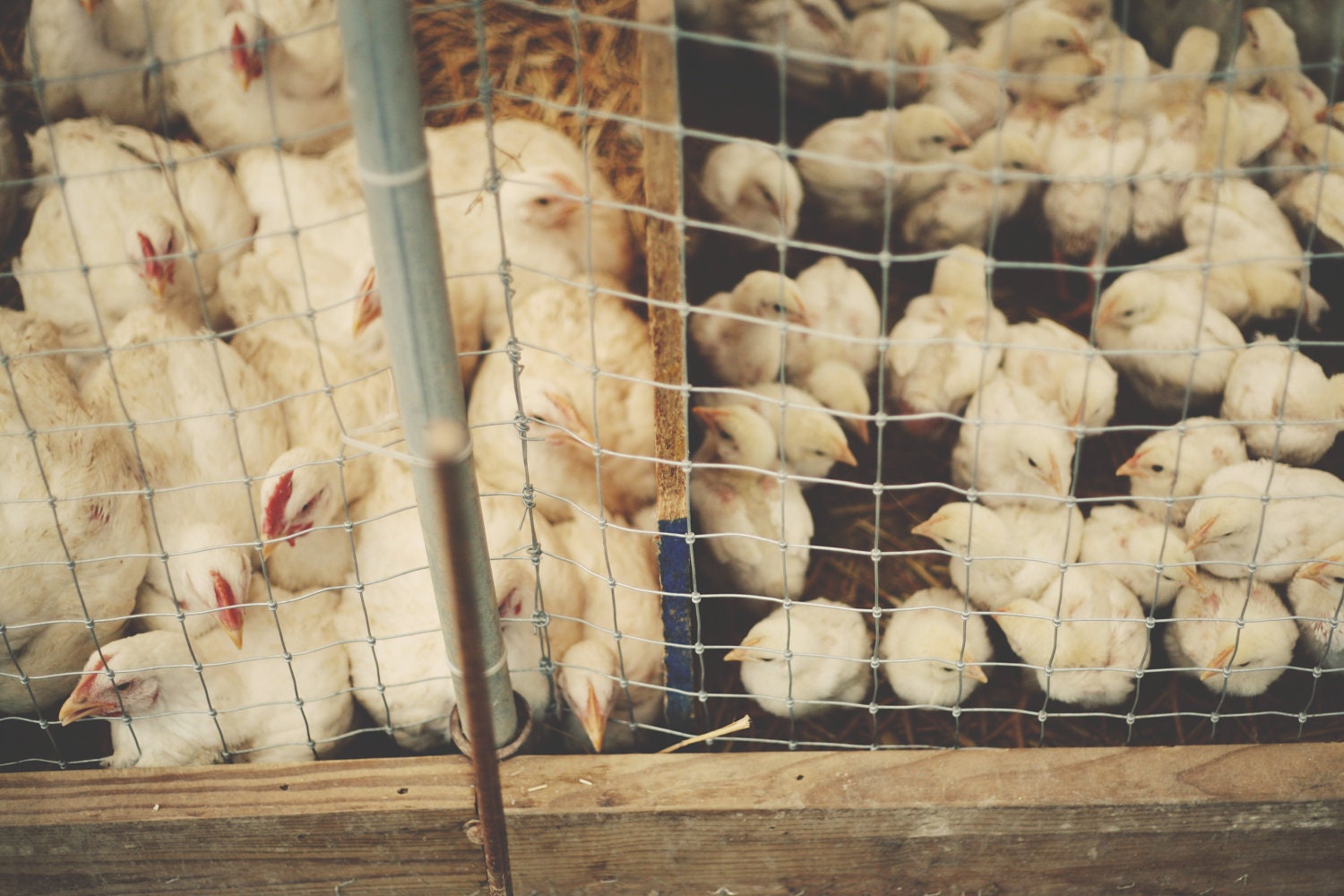 Chickens No. 3 - Fine Art Photograph