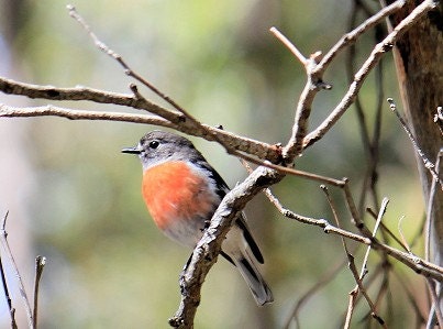 Nature and Scenic Photography Australian Scarlet Robin  5  x 7 matted print
