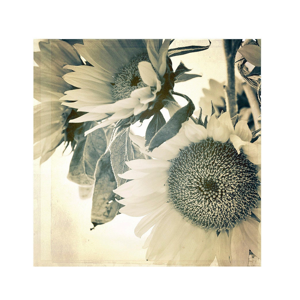 Fine Art Photography, Vintage Look Photography, Floral Photography, Sepia, Sun, Sunflowers, July, Summer, 5x5 print - cottagelightstudio