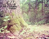 Dreamy Forest Photograph  The Forest Floor 11x14 Fine Art