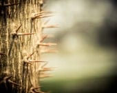 Cactus Thorn Desert Nature Plant Fine Art Photography