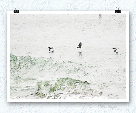 Bird photography, brown pelicans, flight, ocean, north carolina, fine art