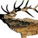 Elk Silhouette In Bark : Father's Day Gift - Eco Decor, Nature Print, Woodland Animal Photography - Rustic Home, Lodge Antler Art