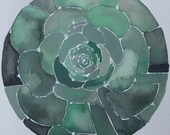 Succulent Study No.1 Original Watercolor by Sarah Rose Storm