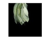 Still Life Fine Art Photography stacked leaves black background 8 x 8 sage green black