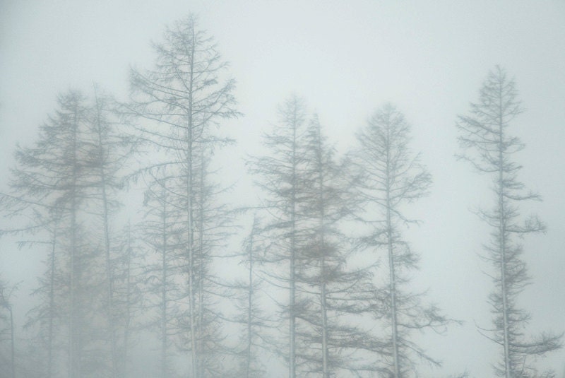 Winter forest photography, English landscape photograph, pine trees in snow storm, monochrome home decor. 8x10 fine art photo. UK seller