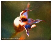 8x10 - abstract nature art print - reflective wall art - dying flower - withering rose - Beauty in Death - fine art photograph