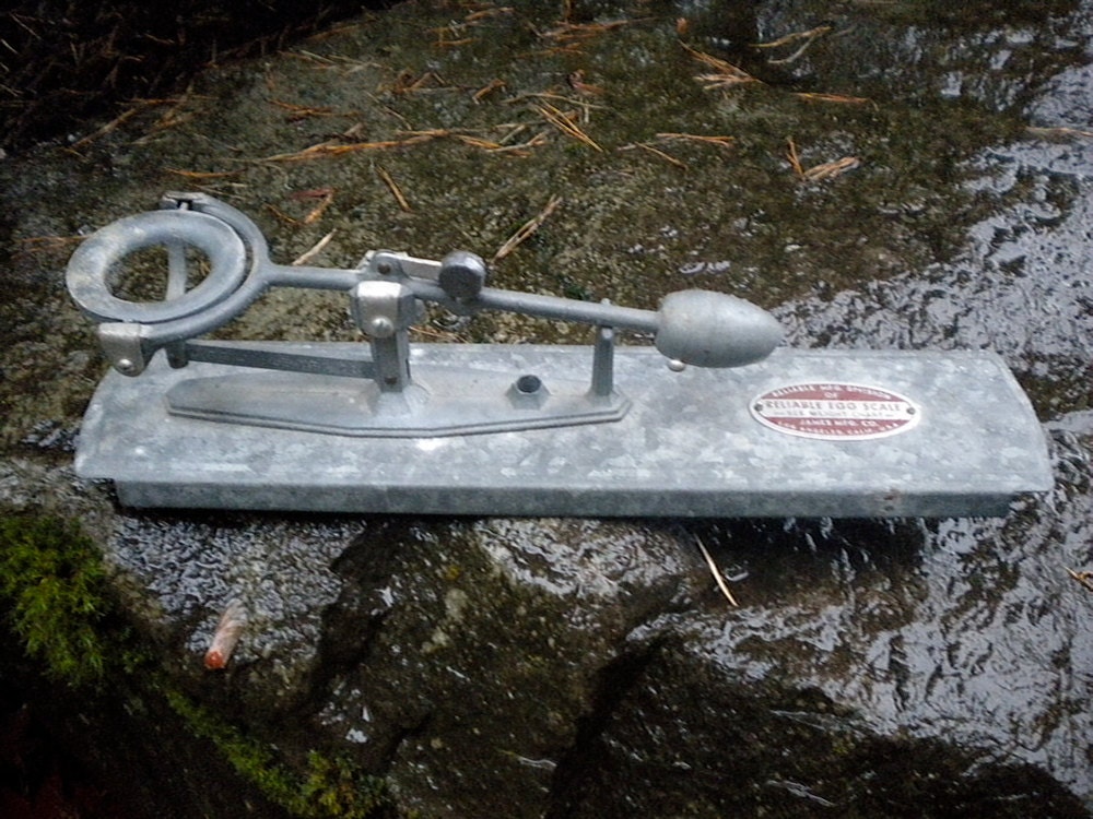 Reliable Egg Scale/ Egg Scale/ Galvanized Steel Egg Scale / Urban Farming