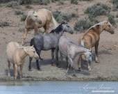 Five Bachelors at the Waterhole - Fine Art Wild Horse Photograph