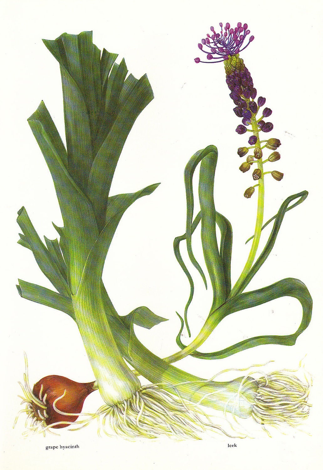 Vintage 1960s Leek Hyacinth Color Illustration Book Page to frame