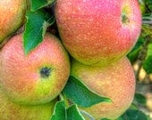 Autumn Apples - Fruit Photography - Harvest - Fresh - Red - Kitchen - HDR Photograph Print - Art - Home Decor - Cottage - 6X9 (Other sizes)