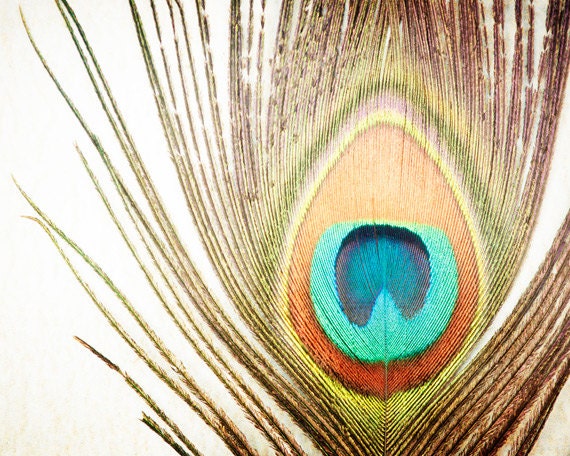 Peacock Feather Photography - brown teal orange wall art beige cream turquoise blue aqua - nature still life photo print - 5x7 Photograph