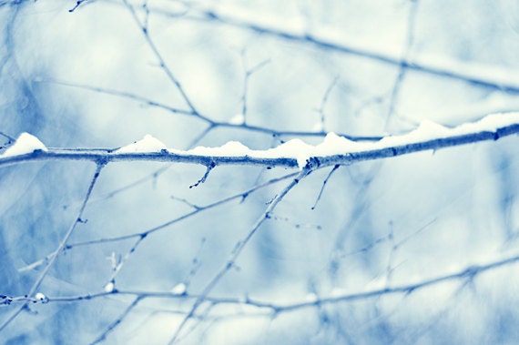 Nature Photography - light blue winter photo snow branches white branch modern botanical pale wall art print - 8x12 Photograph