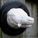 Plaster Death Mask of adult Red Fox odd curio macabre oddity