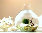FREE 2nd Marimo Ball included: Marimo Moss Ball Teardrop Aquarium / Terrarium - 11 colors available