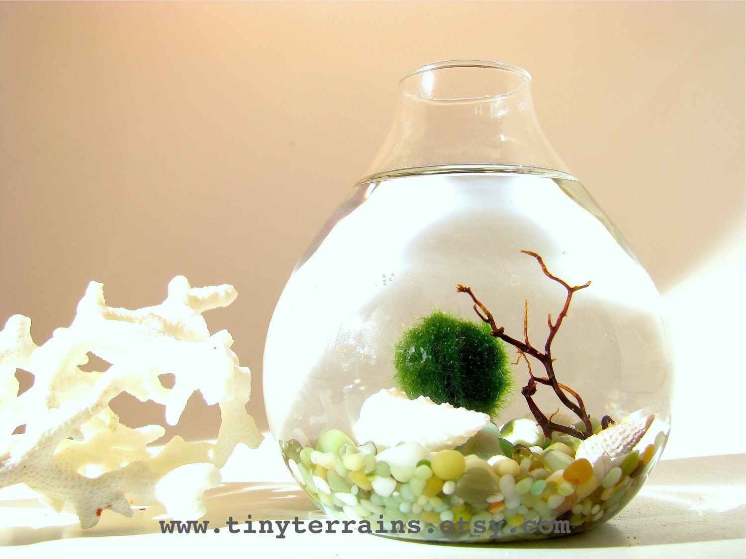 FREE 2nd Marimo Ball included: Marimo Moss Ball Teardrop Aquarium / Terrarium - 11 colors available