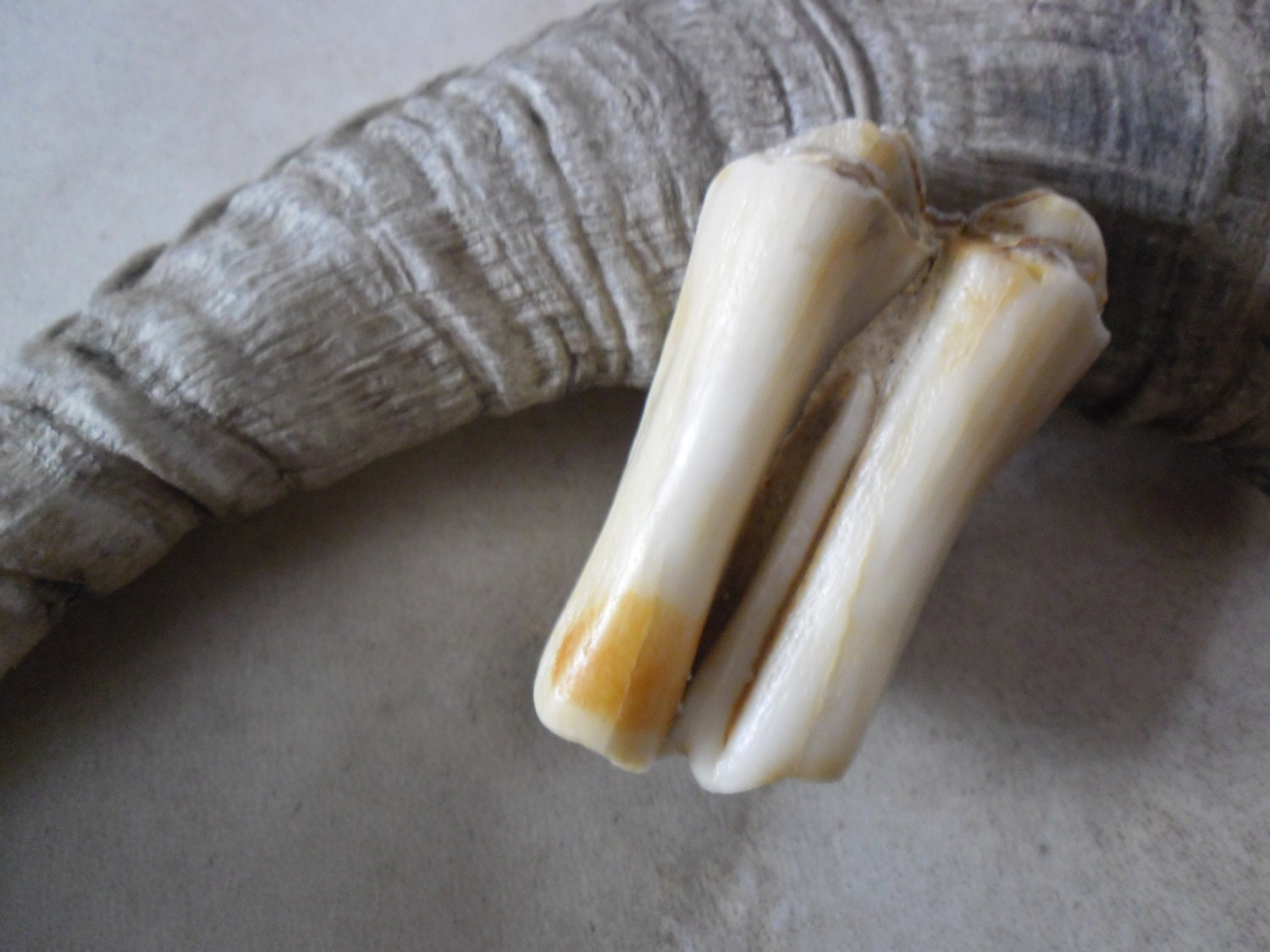 Horse Tooth - Horse totem fetish shaman druid witch wicca pagan
