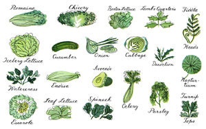 Digital Image - Vintage Art Illustration - Greens Lettuce Cabbage Parsley Primavera Fresh Vegetables Garden