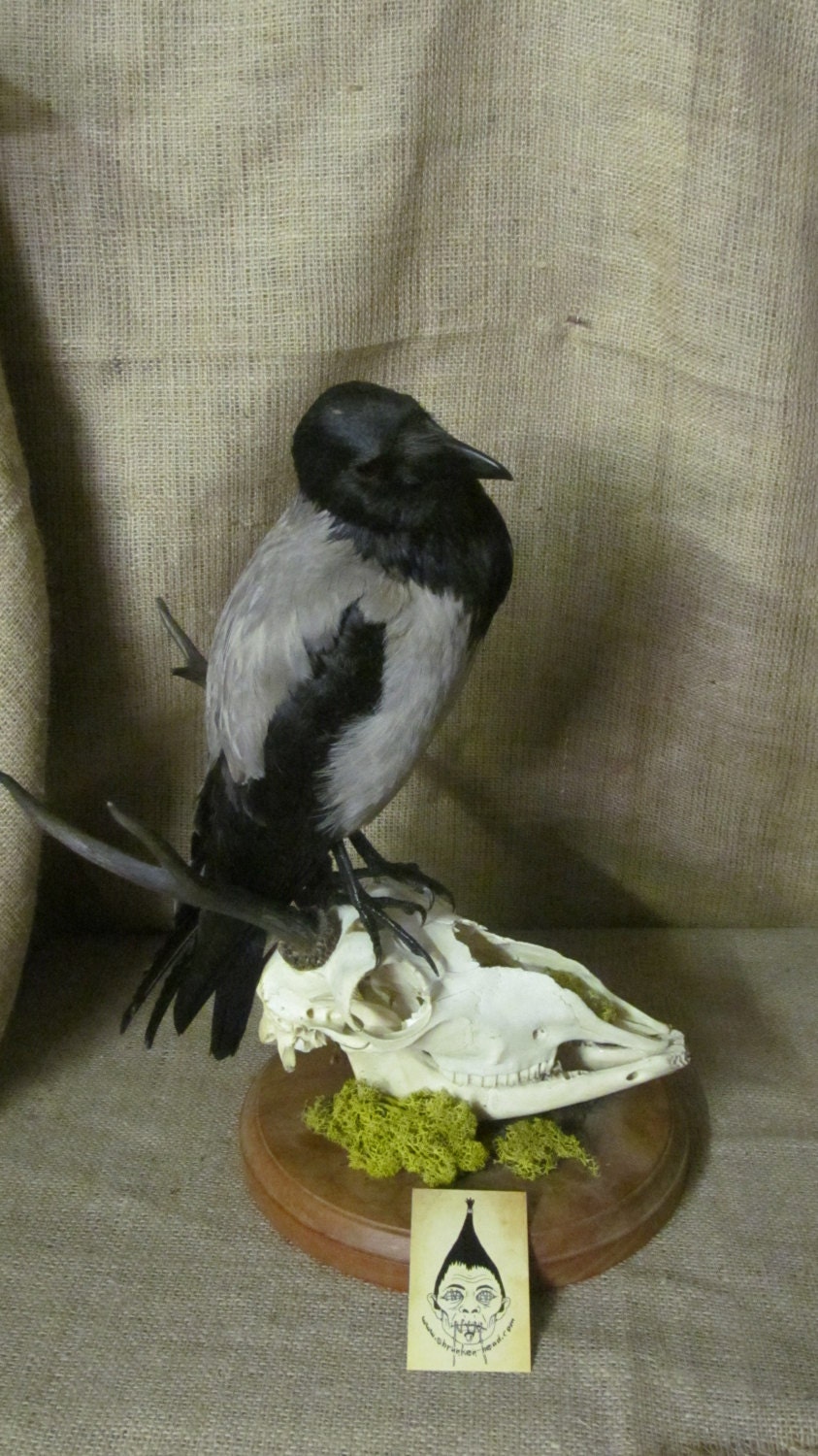 Taxidermy Indian Crow Rare Huge Bird Exhibit Mounted on a Deer Skull