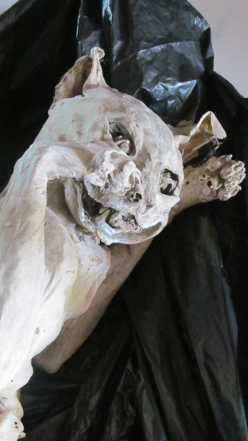 Mummified Cat with mummified eyeballs & tongue