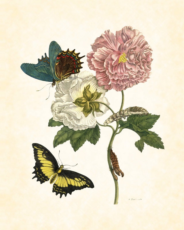Botanical with Butterfly 2 Maria Sibylla Merian