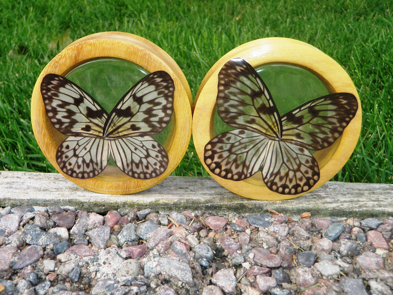3 1/2" Real Butterfly Wing Tunnels - custom listing