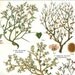 Desert Flora Botanical Print, Antique Lithograph,1923, Plants Shrubs Xerophytes