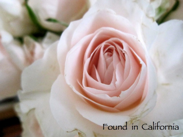 Descanso Gardens Rose Photograph, Rose Print, La Canada, California, Fine Art Photography, 4x6 Print, Matte Photography Print, Flower Photos