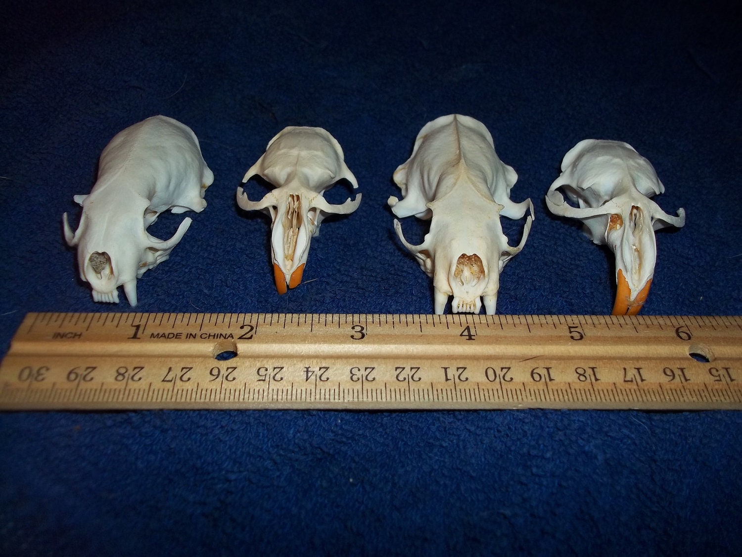 4 Real animal bone  Skull parts