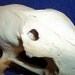 Coyote+skull+anatomy