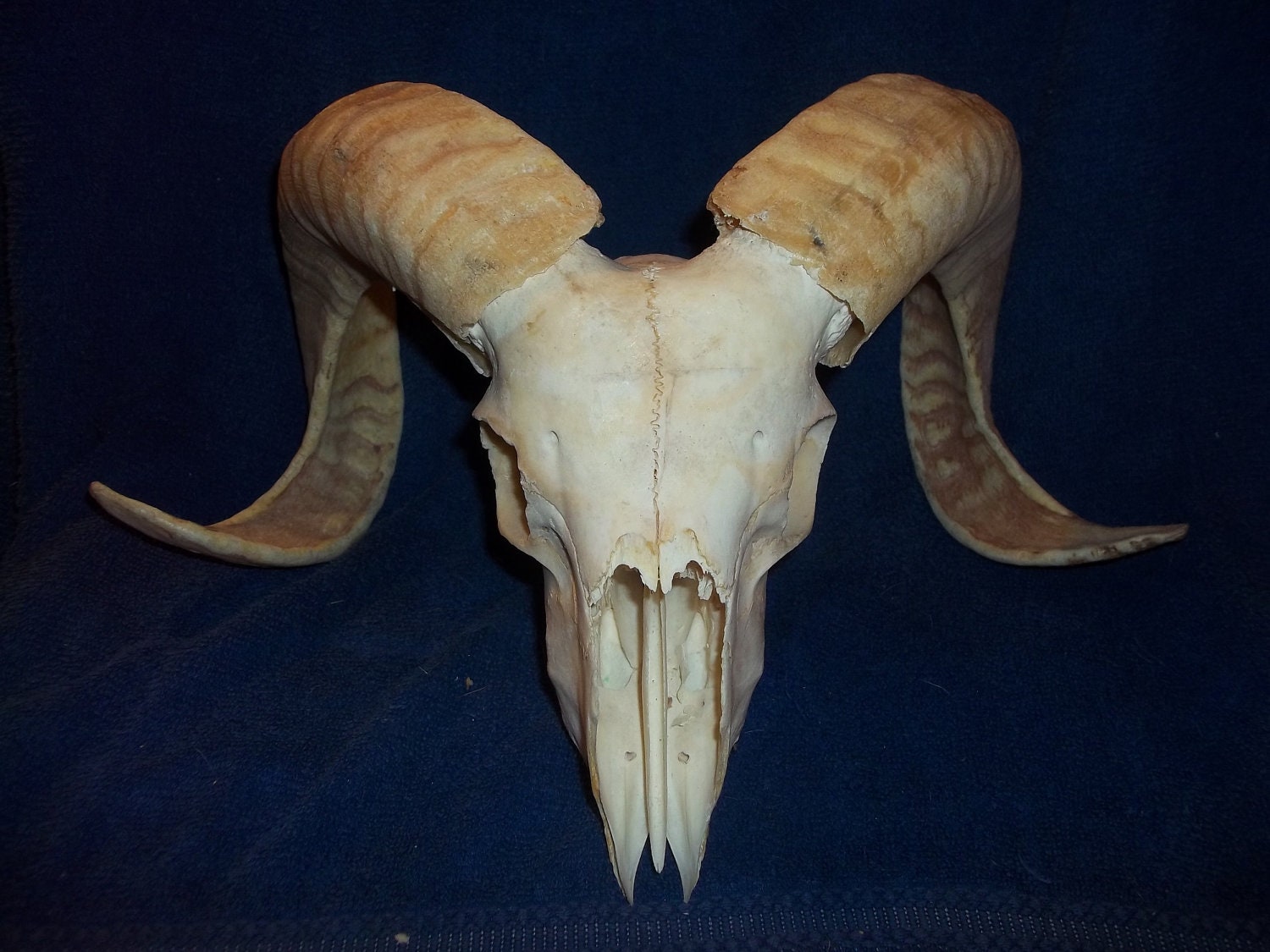 Real animal bone parts ram skull and horns by boomer2563 on Etsy