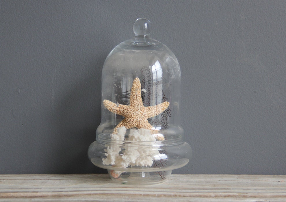 Large Glass Cloche with Glass Base by OceanSwept on Etsy