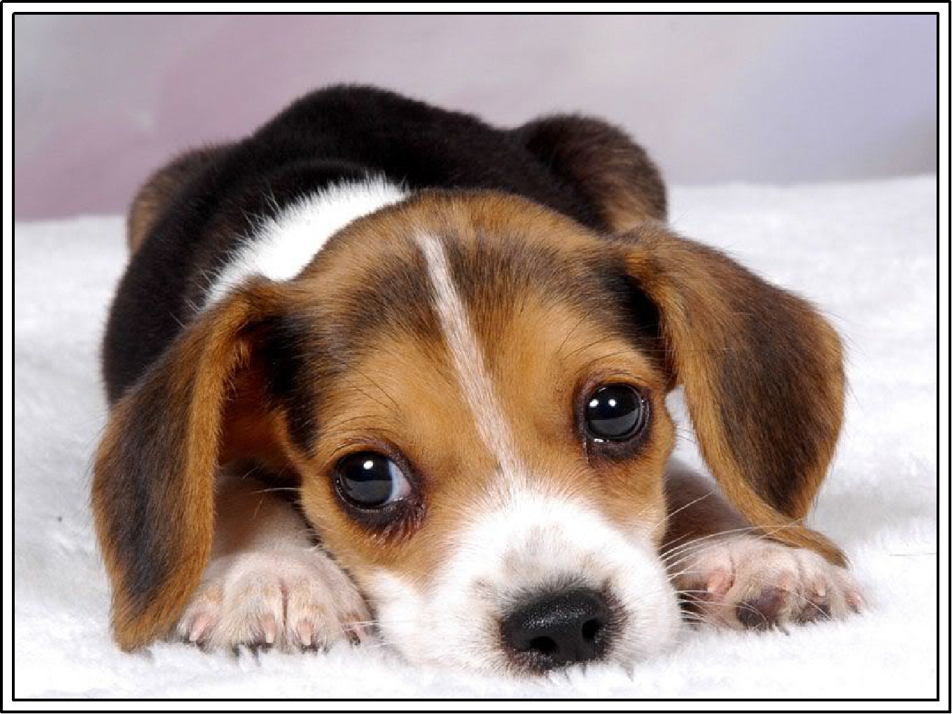 Beagle Dog Puppies