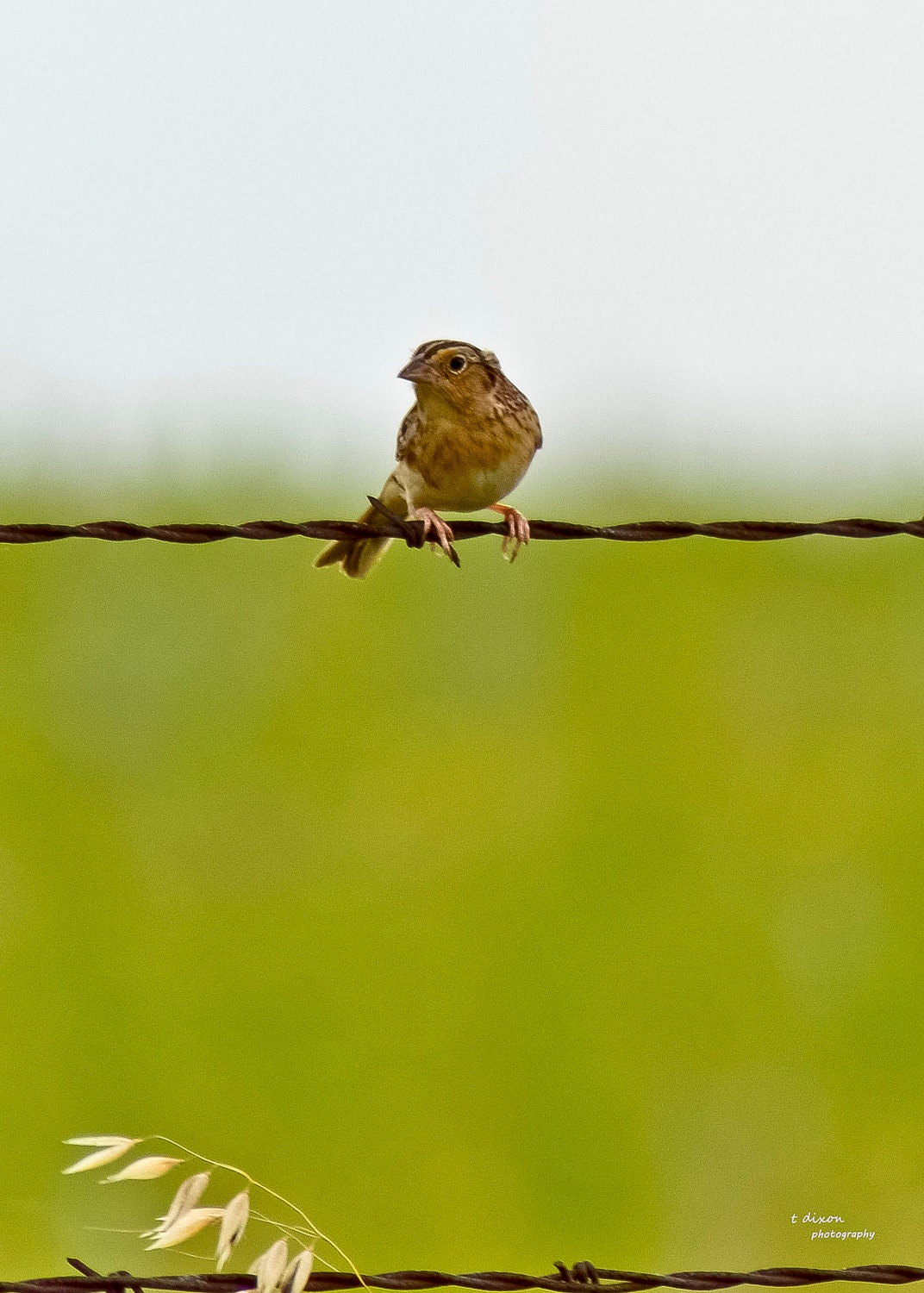 Bird on a Wire