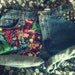 High Waist Levi The AVENGERS Marvel Cuffed Studded Shorts
