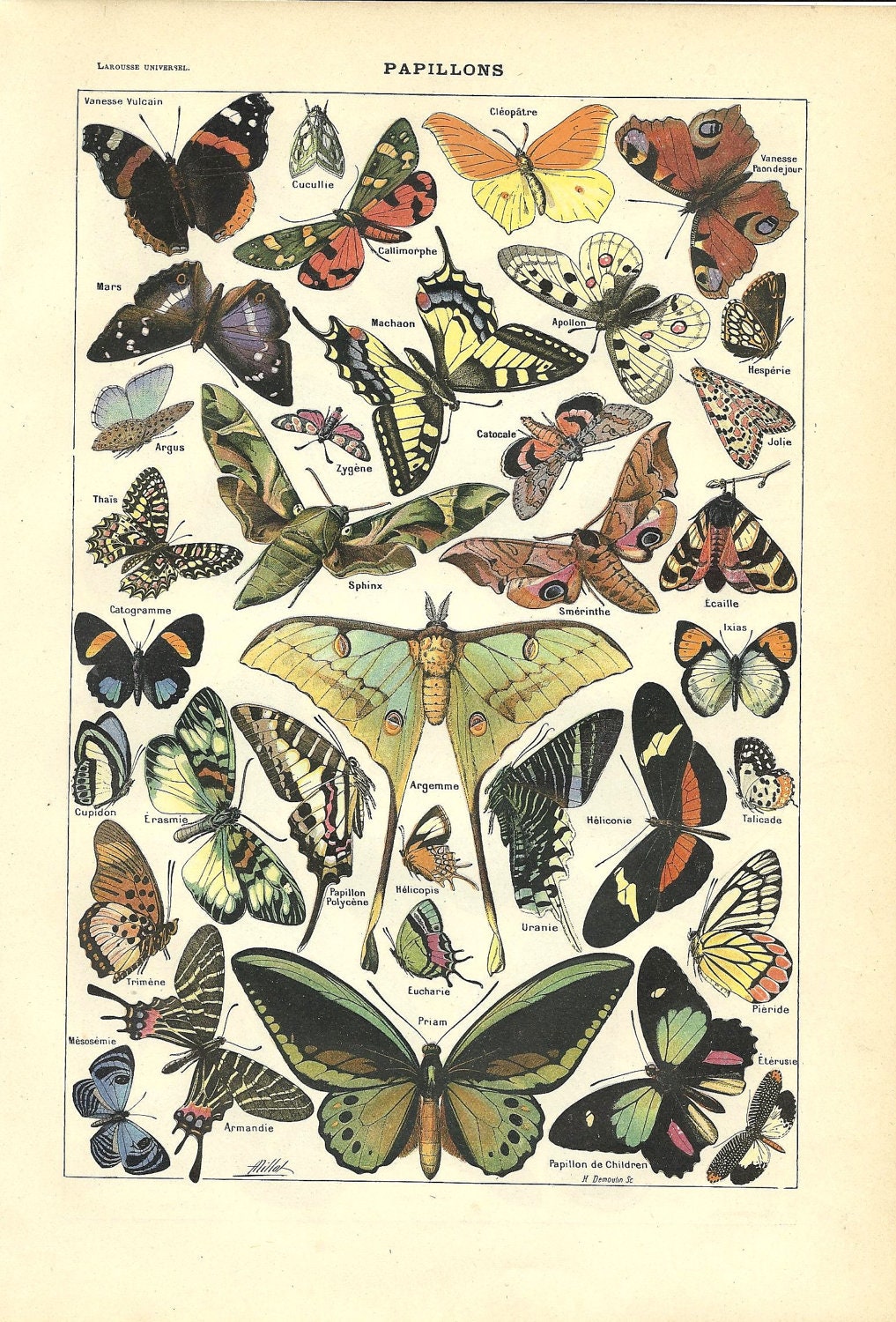 French Dictionary Page Color Illustration - 1922 - Poster - BUTTERFLY