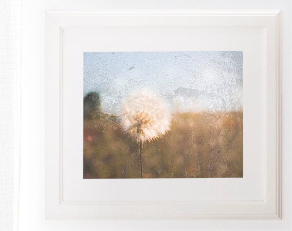 Dandelion Photography Shabby Chic Art Nursery Decor 8x10 French Country blue valentine's day rustic art for kitchen