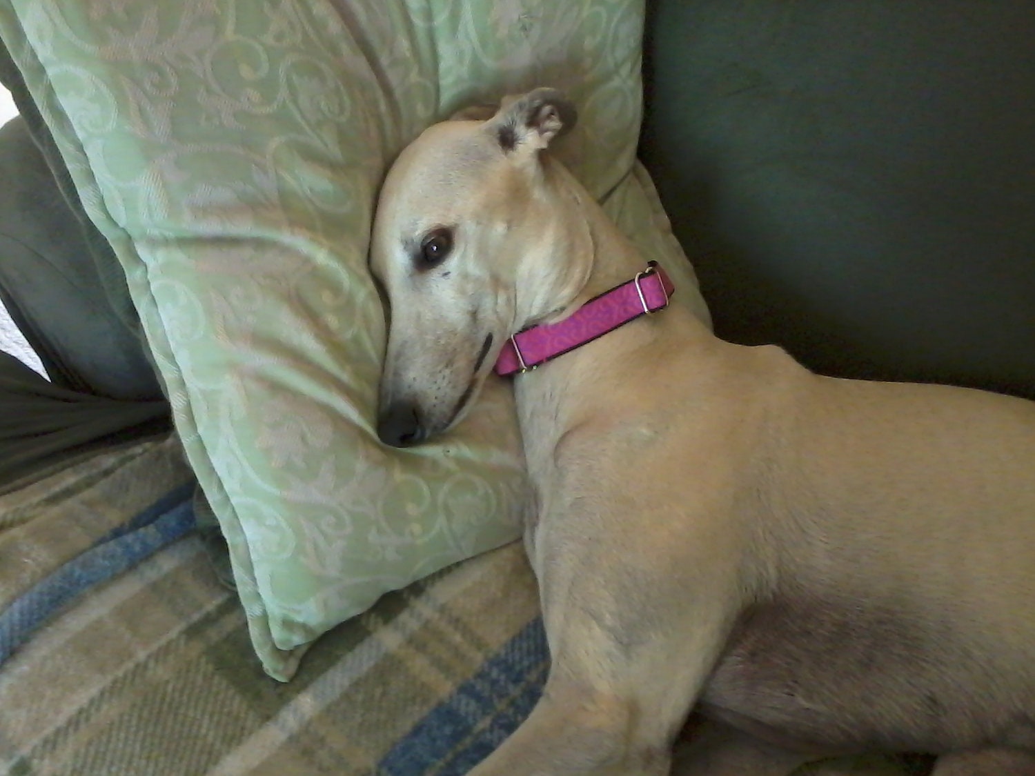 Martingale Dog Collar Pink and Purple matching flower available