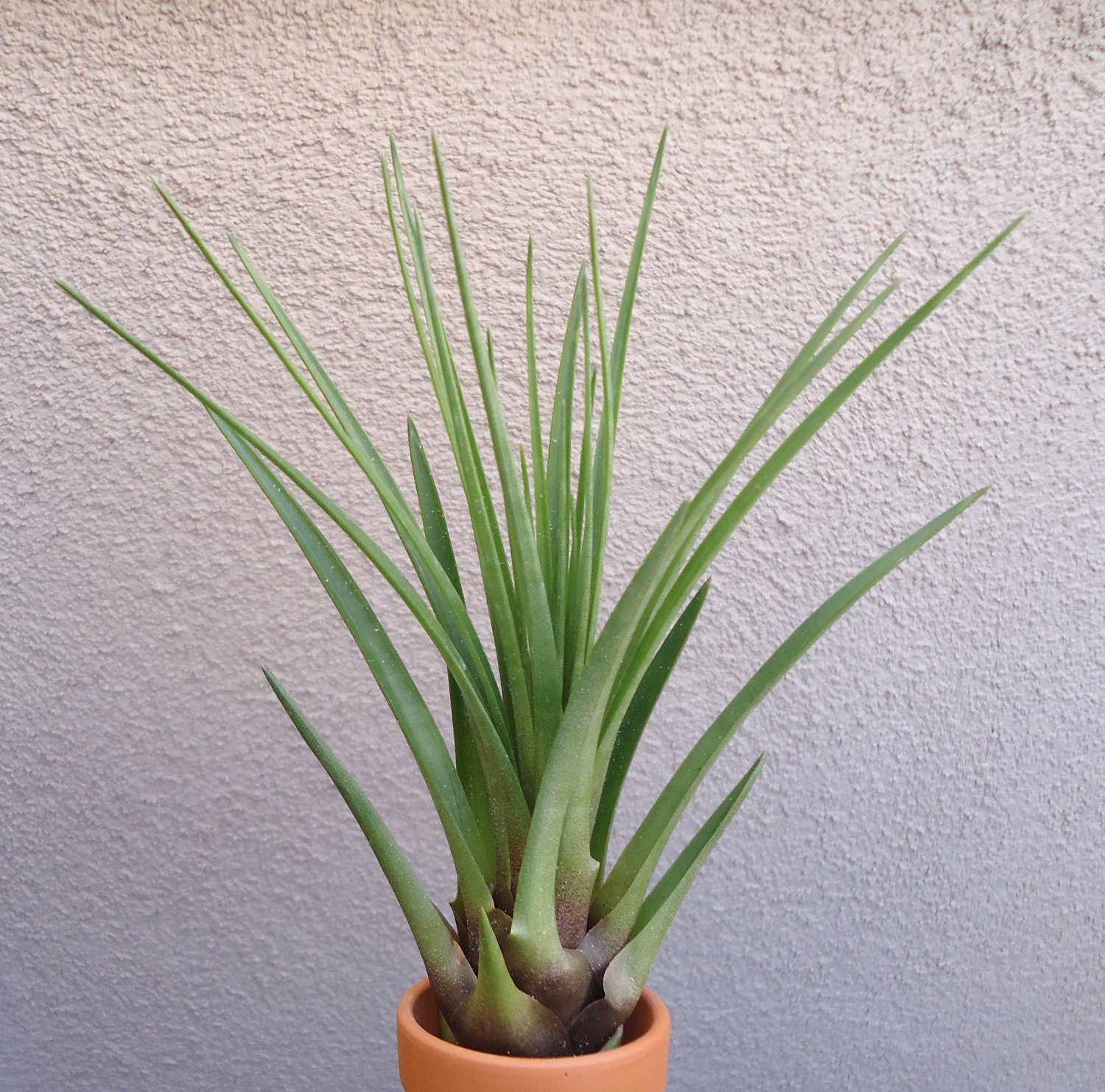 Tillandsia Tricolor Melan
