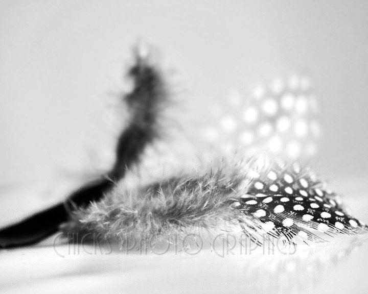 Black & White Feathers Photo, Polka Dots, Fine Art Print, Minimalist Art Collection, "A Study in Feathers No2"